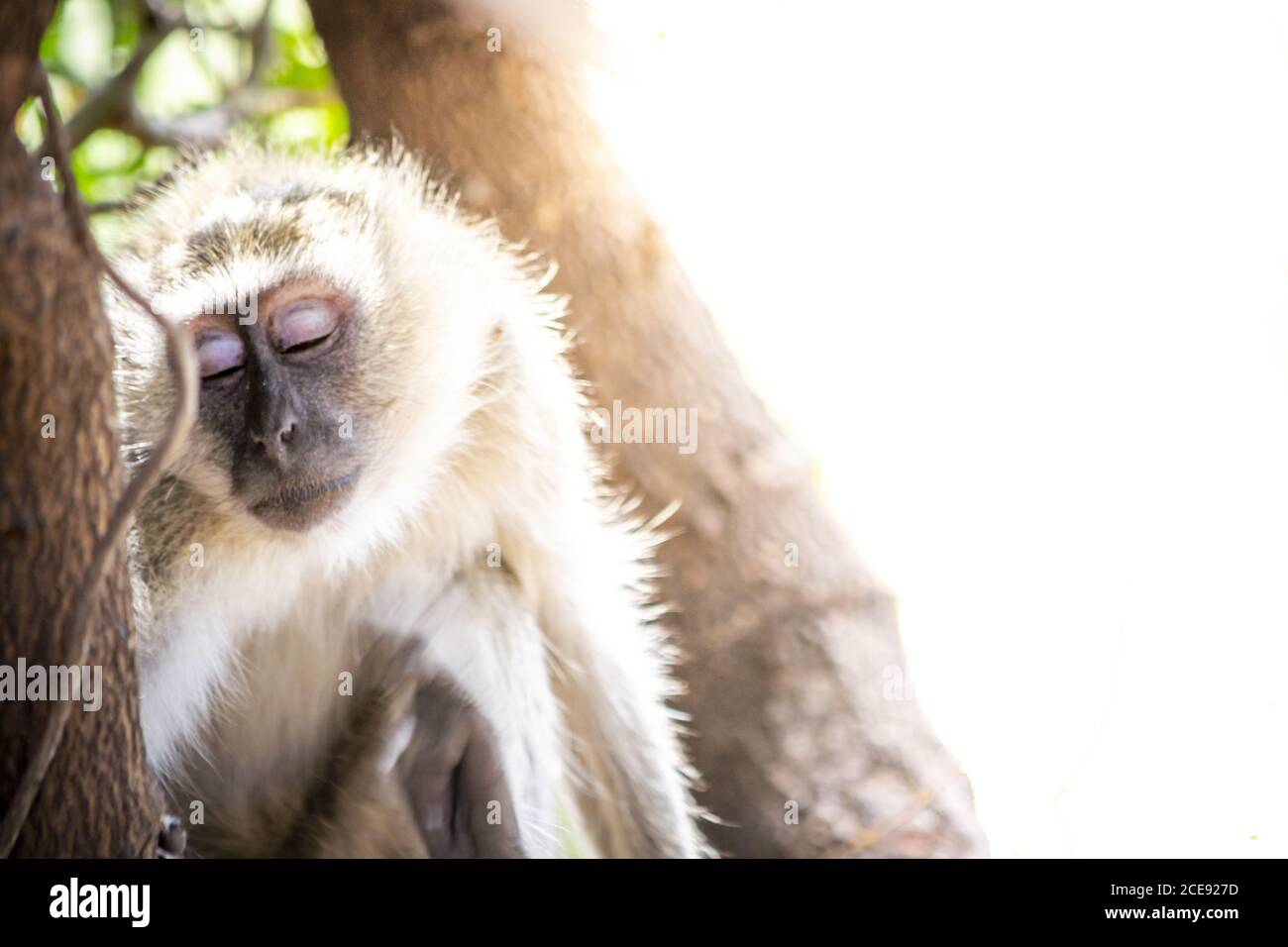 Shy and sad black faced vervet monkey looking away from camera, showing emotions with closed eyes Stock Photo