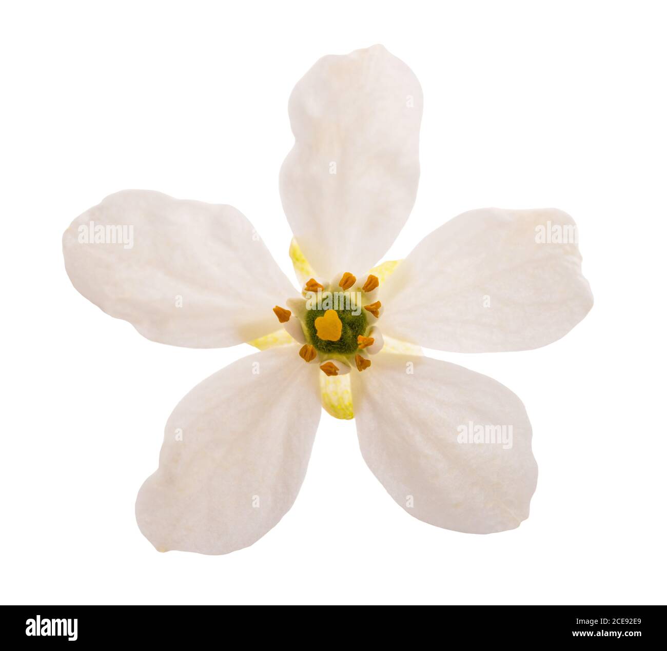 Choisya ternata flower isolated on white background Stock Photo