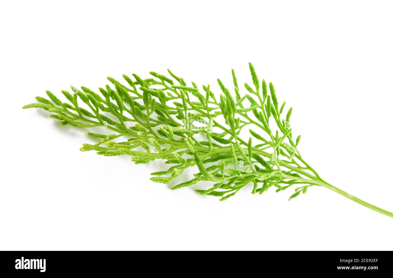 Cryptogramma crispa ( parsley fern) isolated on white background Stock Photo