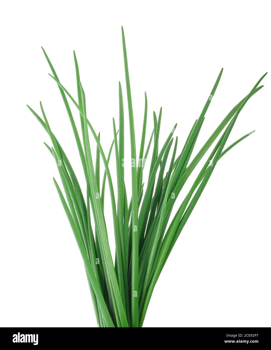 Chives  isolated on white background Stock Photo