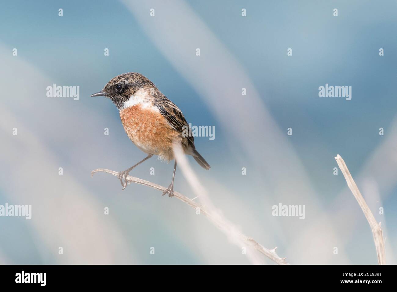 A Stonechat Saxicola rubicola perched on the twig of a bush. Stock Photo