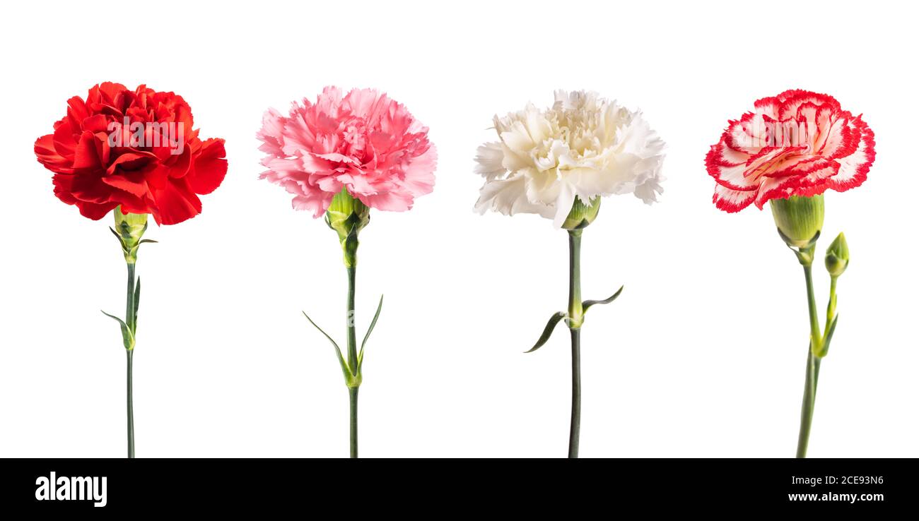 Carnations group isolated on white background Stock Photo