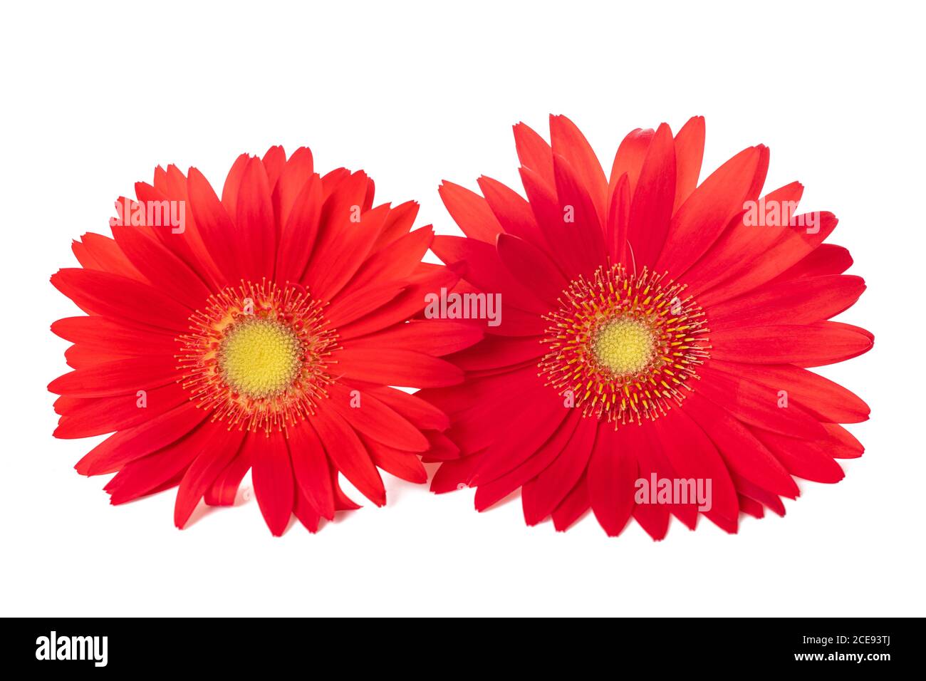 Red Gerbera flowers  isolated on white background Stock Photo