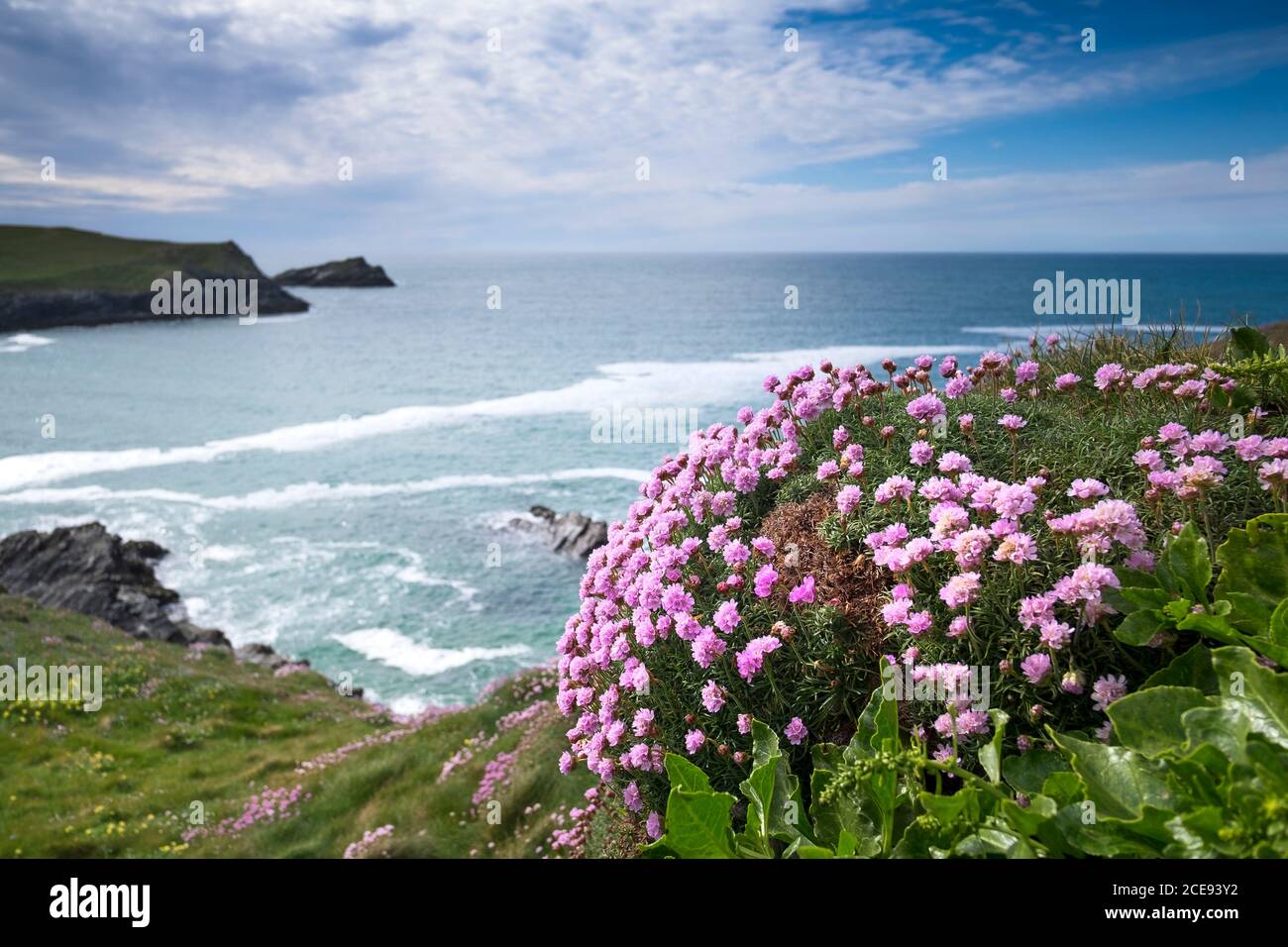 Sea Thrift Armeria maritima growing on the coast above Polly Joke Beach near Newquay in Cornwall. Stock Photo