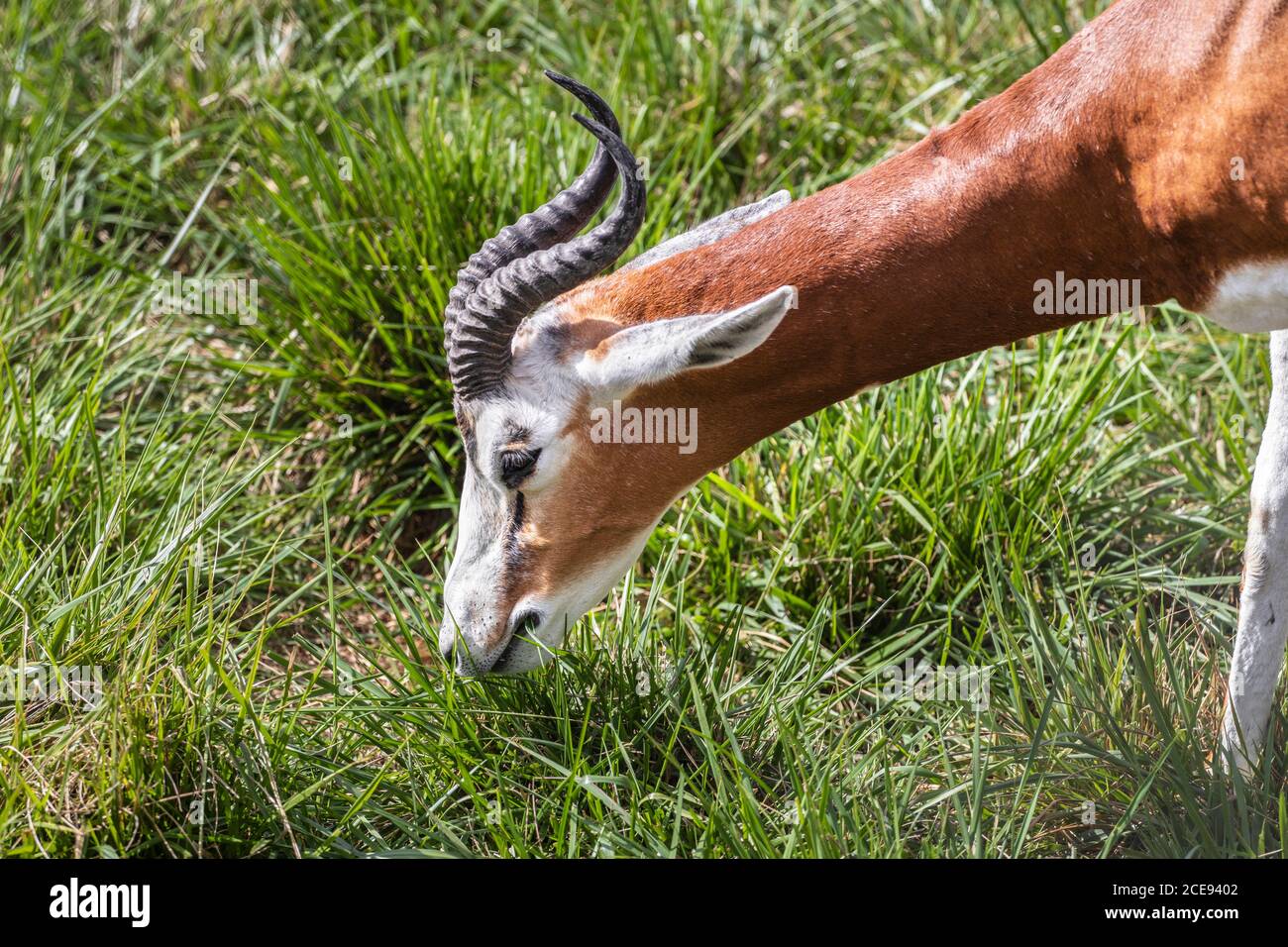 The impala  is a medium-sized antelope found in eastern and southern Africa. Antelope portrait. Impala eating grass. Stock Photo
