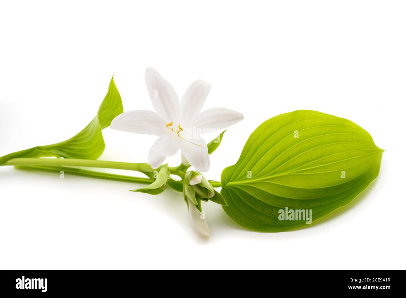 Hosta plantaginea (Plantain Lily) isolated on white background Stock Photo