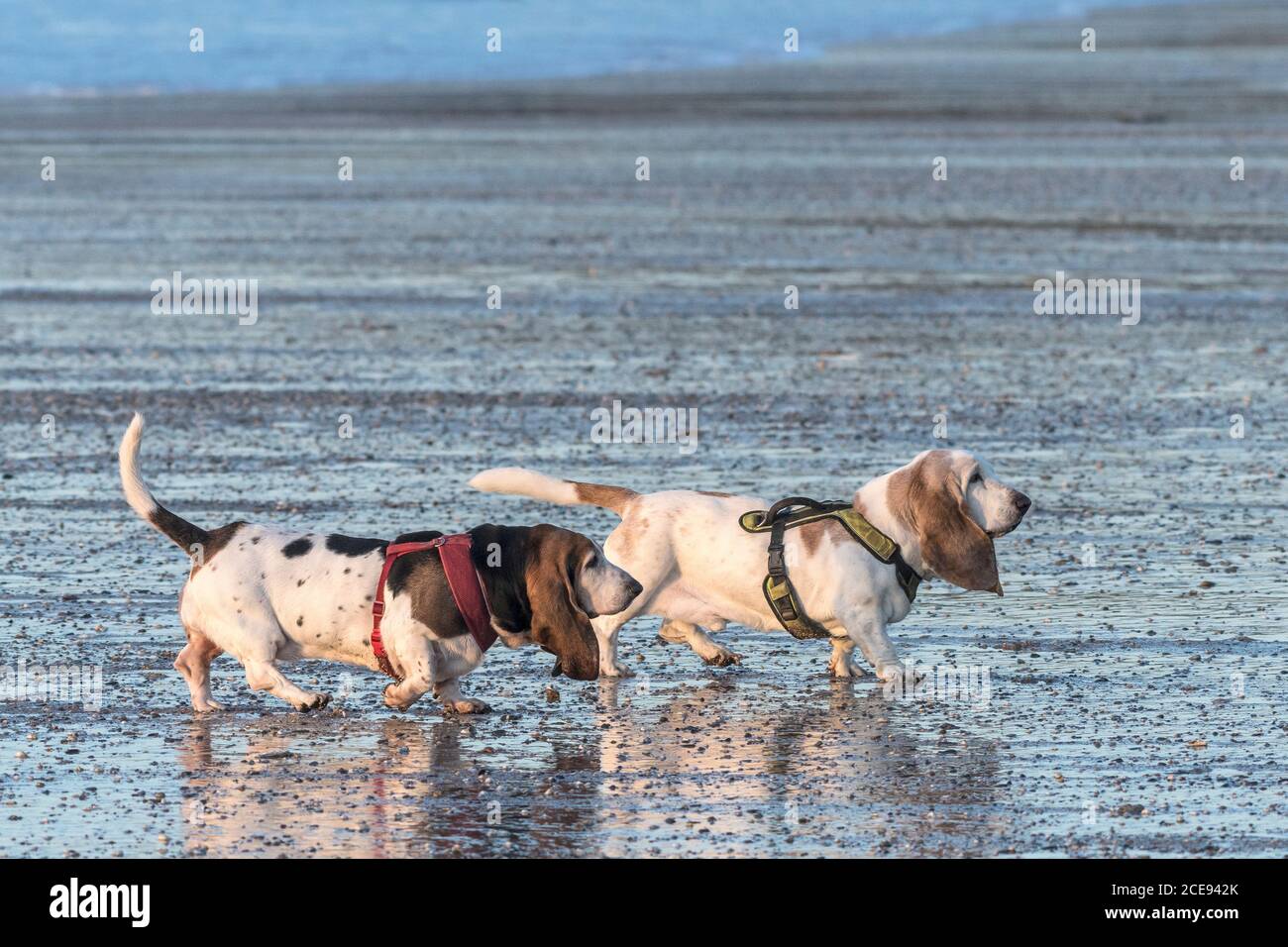 Bassett Hounds on Fistral Beach in Newquay in Cornwall. Stock Photo