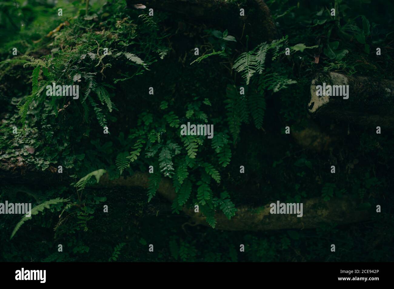 Green plants growing on stone Stock Photo - Alamy