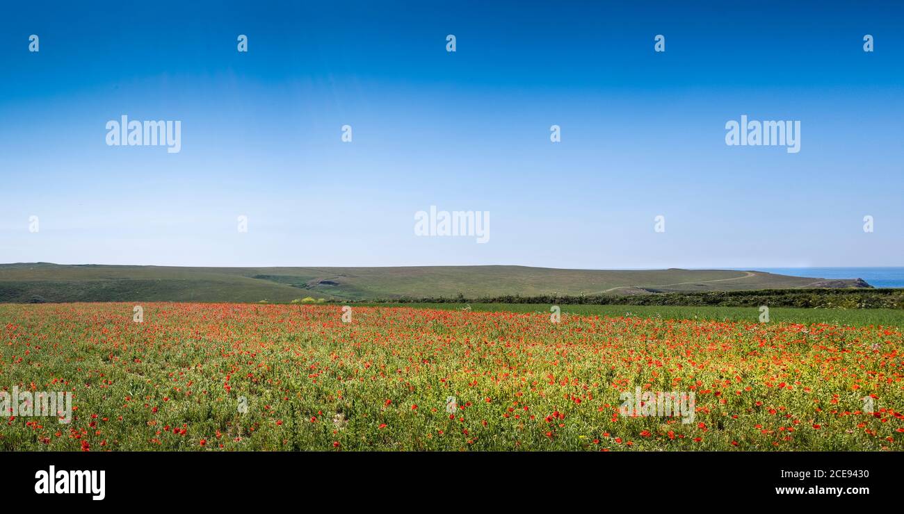 A panoramic view of the spectacular sight of a field of Common Poppies Papaver rhoeas growing as part of the Arable Fields Project on Pentire Point West in Newquay in Cornwall. Stock Photo