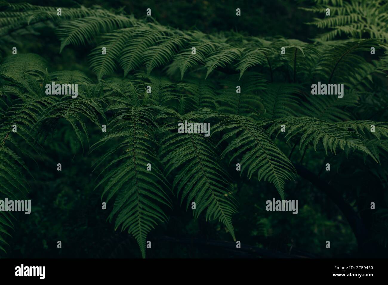 Green lush leaves of plant growing in dark forest Stock Photo