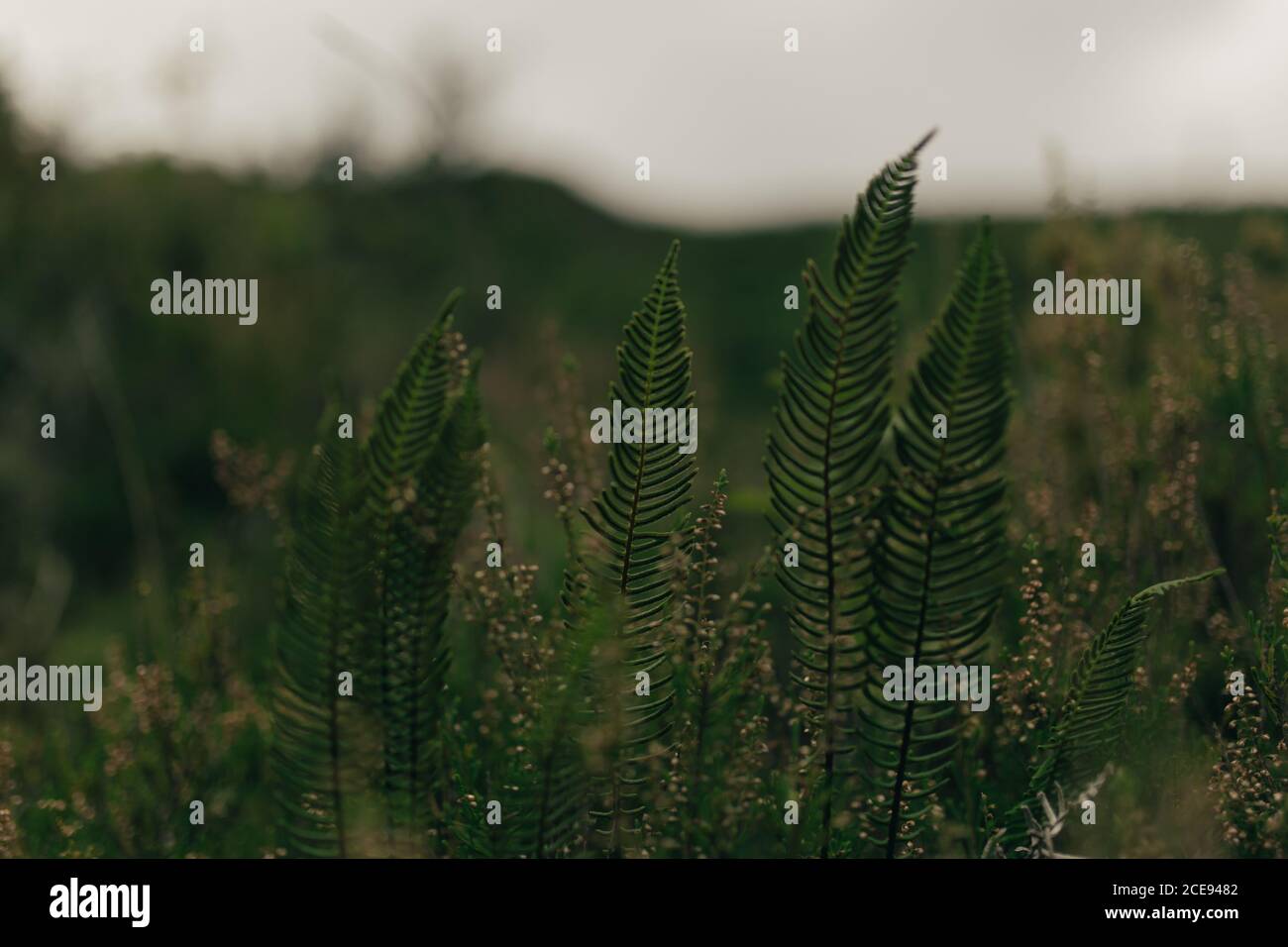 Grass field hi-res stock photography and images - Alamy