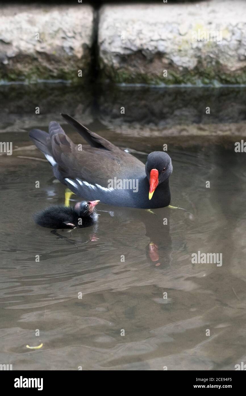 An adult Moorhen Gallinula chloropus with a chick on Trenance Boating Lake in Trenance Gardens in Newquay in Cornwall. Stock Photo