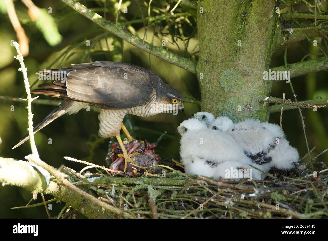 sparrowhawk-nest-hi-res-stock-photography-and-images-alamy