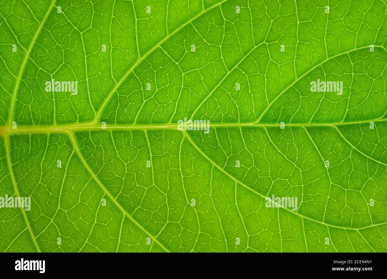 Green leaves background. Leaf texture Stock Photo