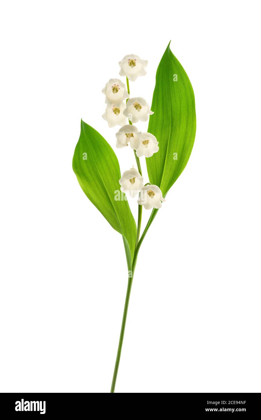 Lily of the valley isolated on white background Stock Photo - Alamy