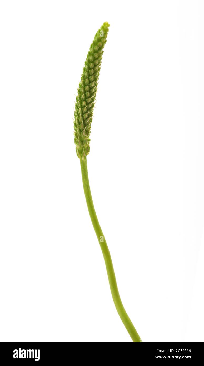 Broadleaf plantain  ear isolated on white background Stock Photo