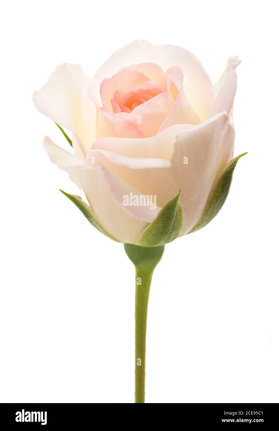 White rose flower isolated on white background Stock Photo