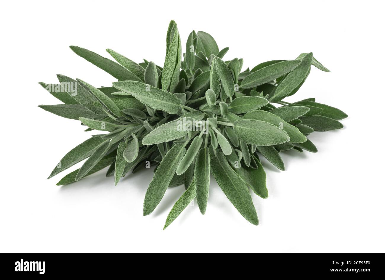 Sage plants (salvia officinalis) isolated on white background Stock Photo