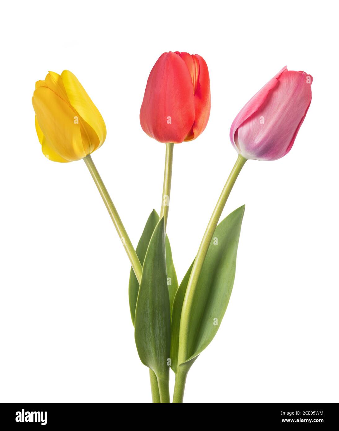 Tulips flowers isolated on white background Stock Photo