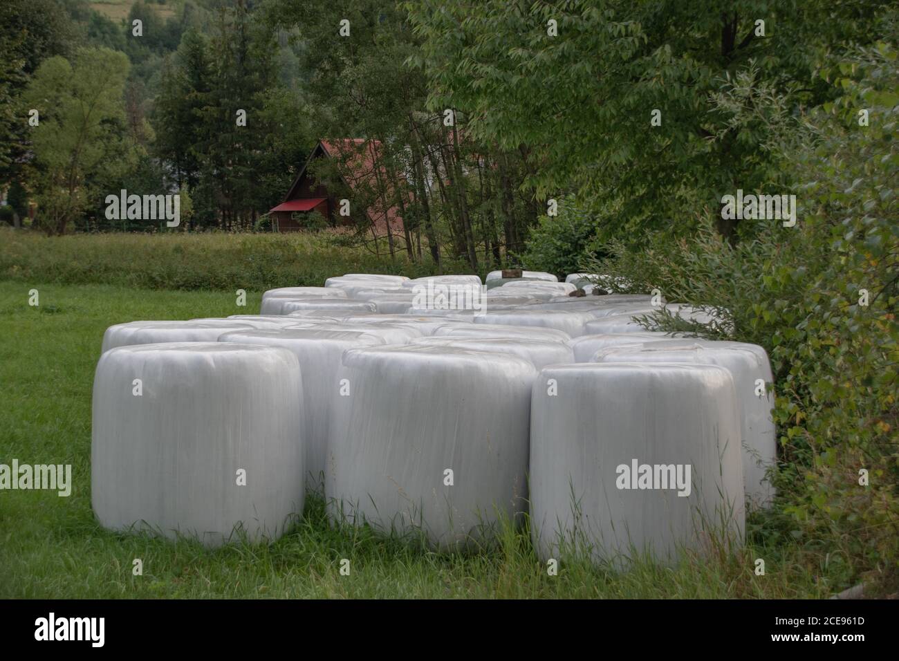 Round bales of hay on a farming field. Preparation for winter. Straw packed in white foil. Bales of hay lying on the meadow during haymaking. Stock Photo