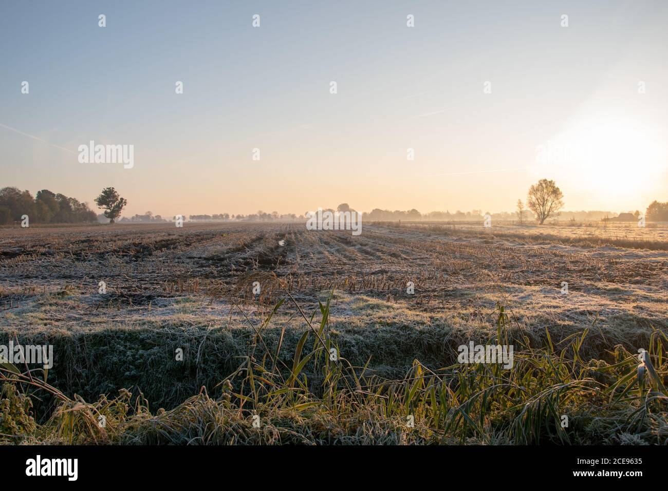 Closeup shot field grass hi-res stock photography and images - Alamy