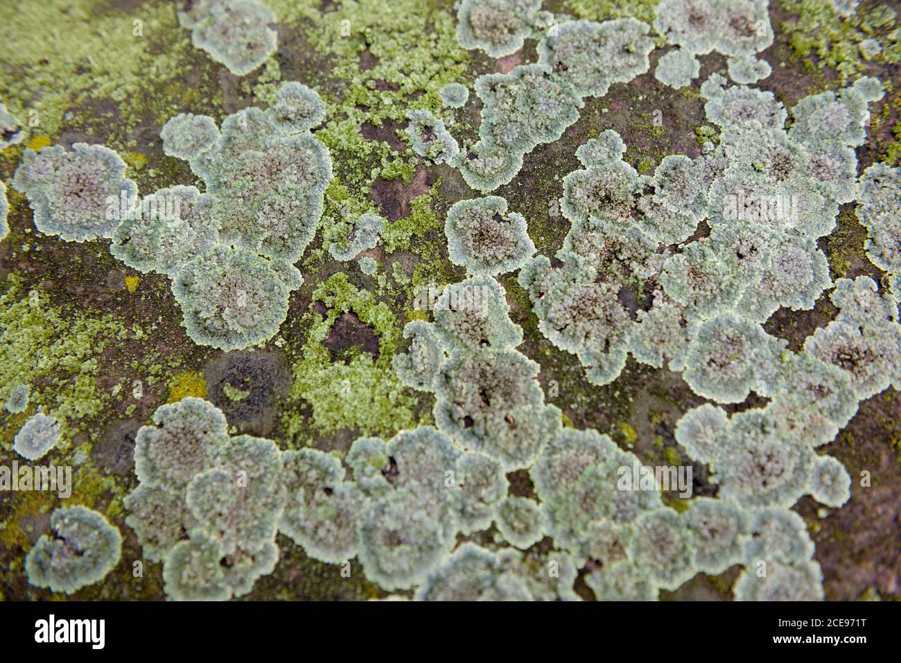 On a damp stone, roundish moss lichens grow in various shades of green ...