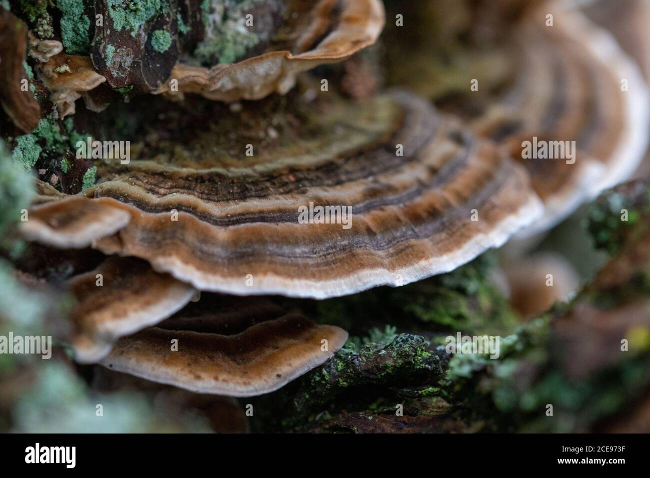 Selective focus closeup shot of fungus growing from a tree in the ...
