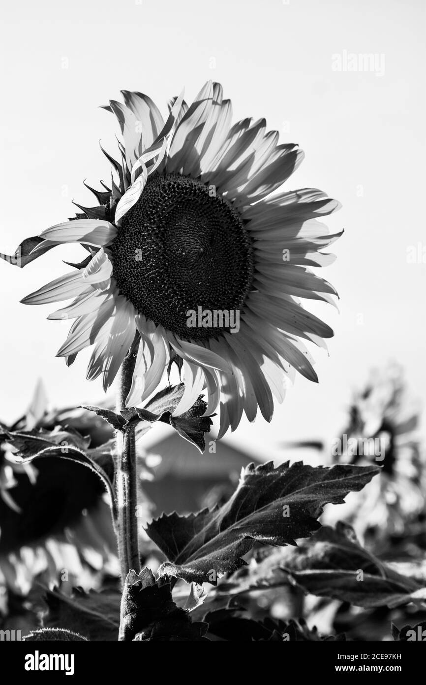 Land with sunflower Black and White Stock Photos & Images - Alamy