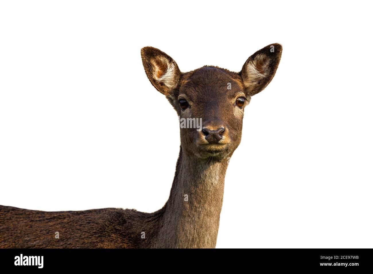 Cute fallow deer hind looking into camera isolated on white background ...