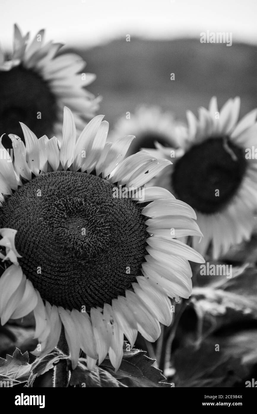 Field of sunflowers Black and White Stock Photos & Images - Alamy