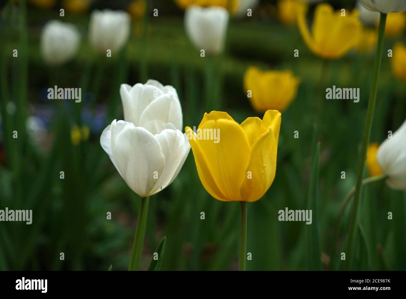 Garden of white and yellow tulips Stock Photo - Alamy