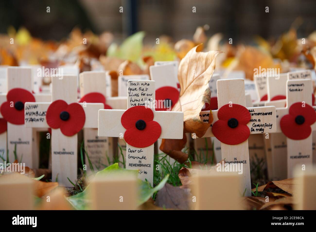 A large gathering of poppies and crosses for Remembrance Day Stock Photo