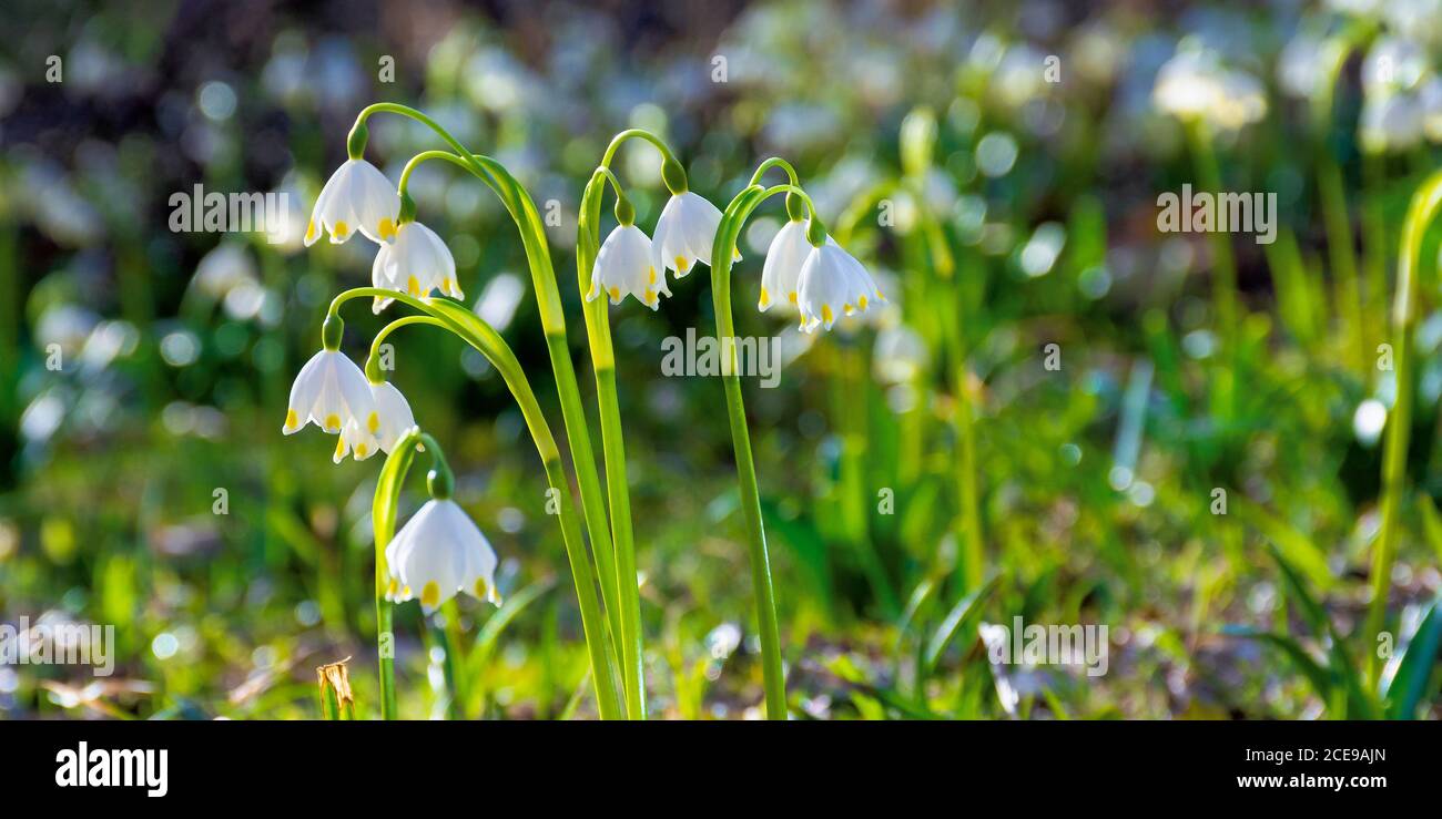 bunch of snowflake flowers on the forest glade. spring nature background on a sunny day Stock Photo