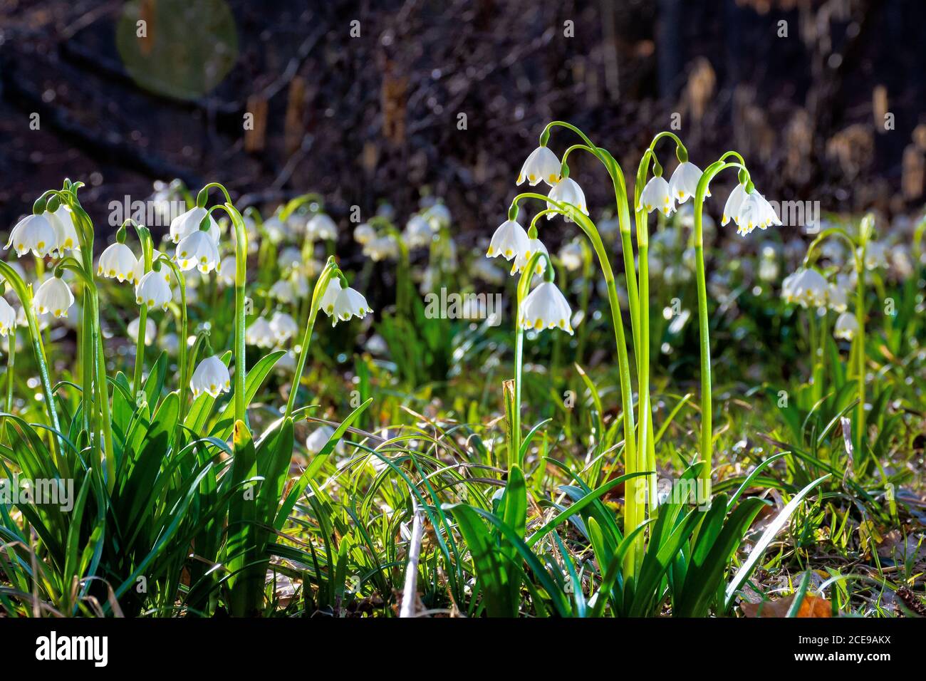 bunch of snowflake flowers on the forest glade. spring nature background on a sunny day Stock Photo