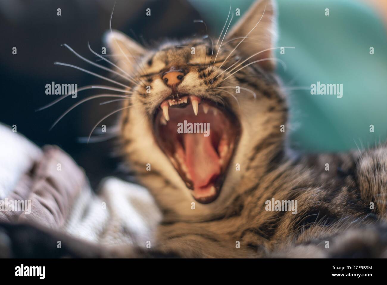 Selective focus shot of a gray cat with an angry cat face with a