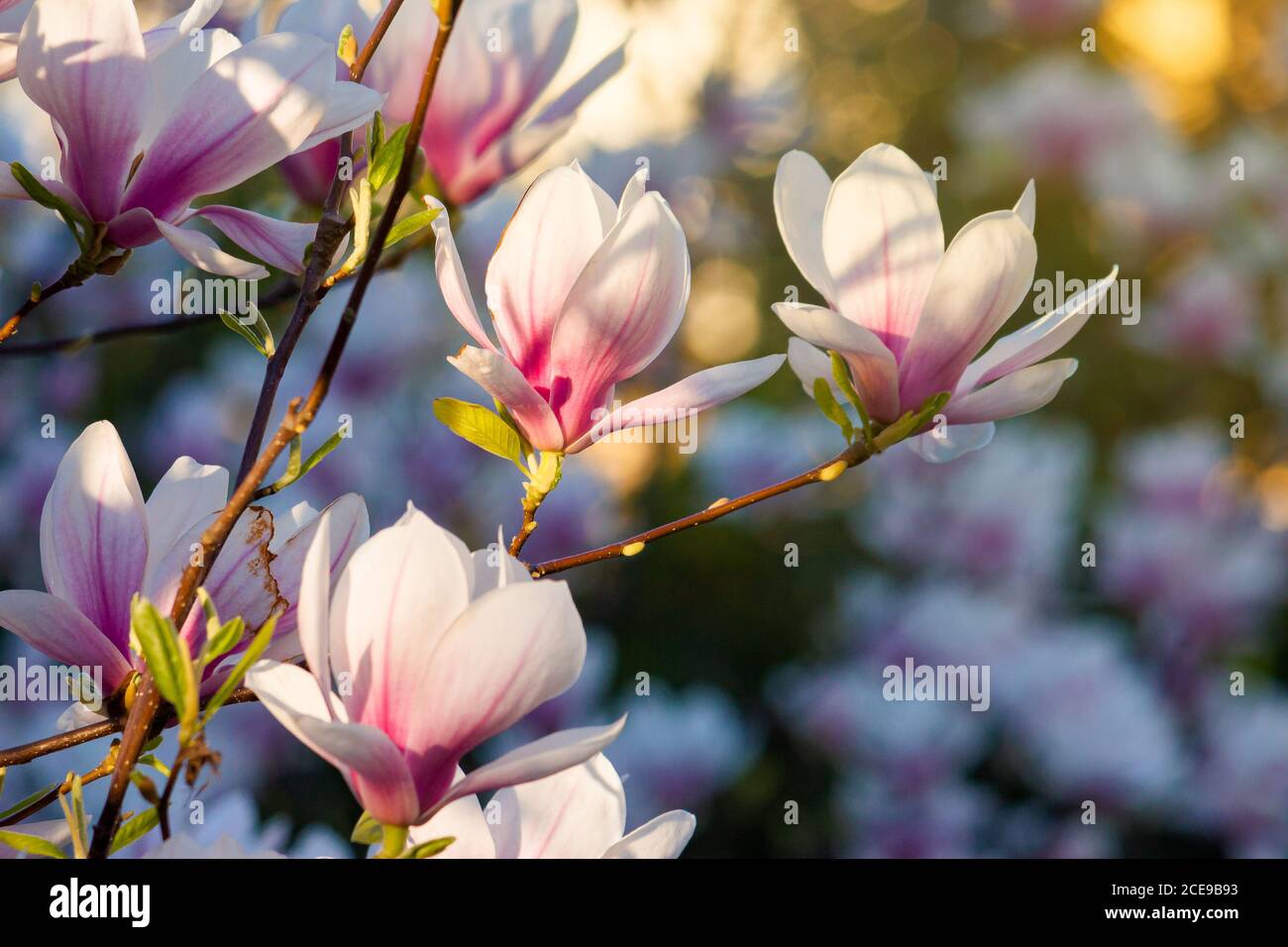 blossom of the pink magnolia. beautiful nature background in evening light Stock Photo