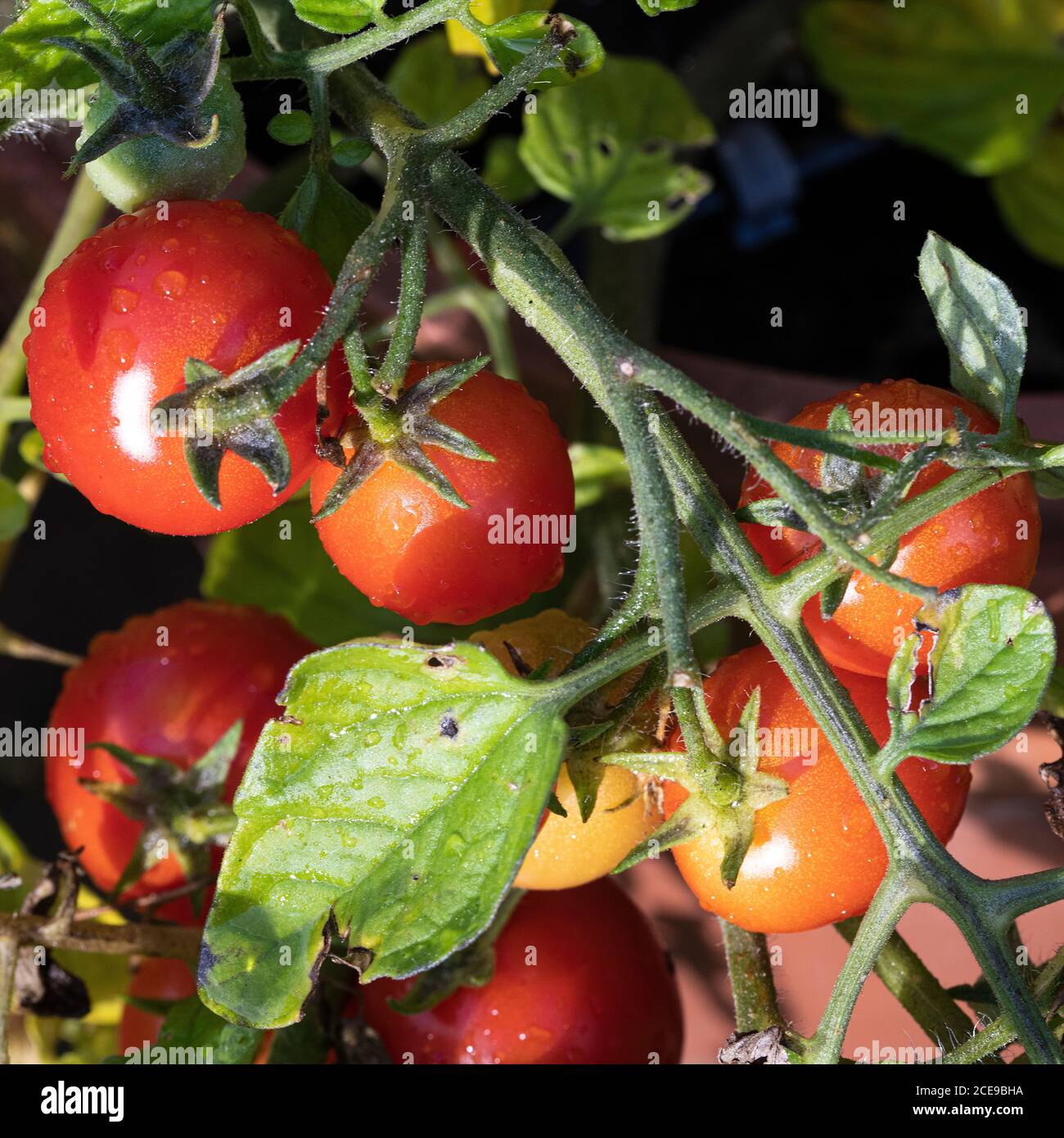 Tumbler tomato hanging hires stock photography and images Alamy