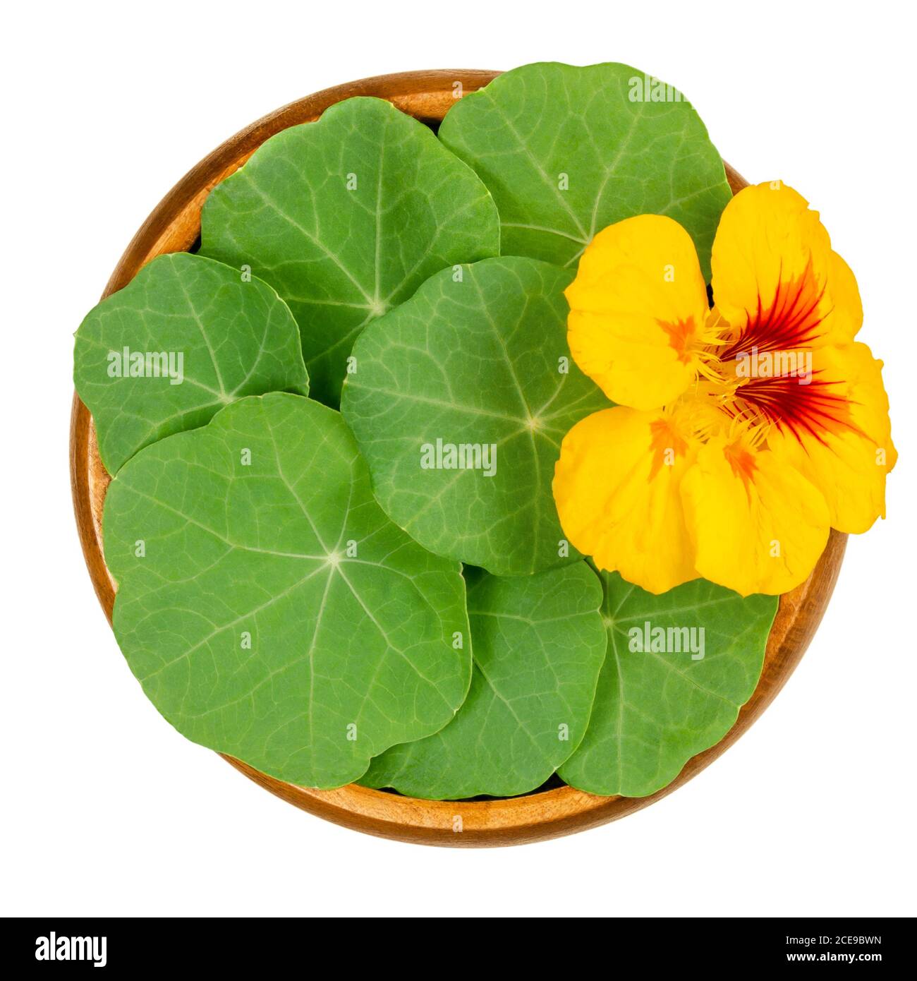 Garden nasturtium, rounded leaves and bright yellow flower in a wooden bowl. Tropaeolum majus, also nasturtian, nose-twister or nose-tweaker. Stock Photo