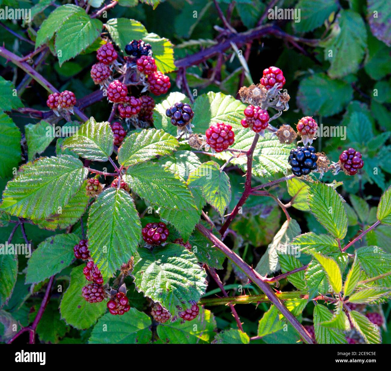 Wild brambles or blackberries, Rubus fruticosus, source of wild fruit ...