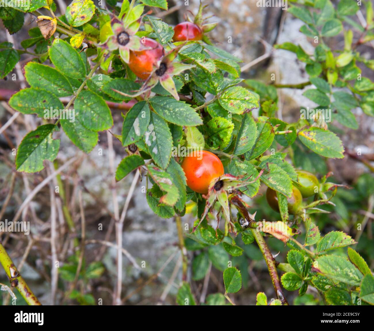 Foraging for wild plants, Rose hips Stock Photo