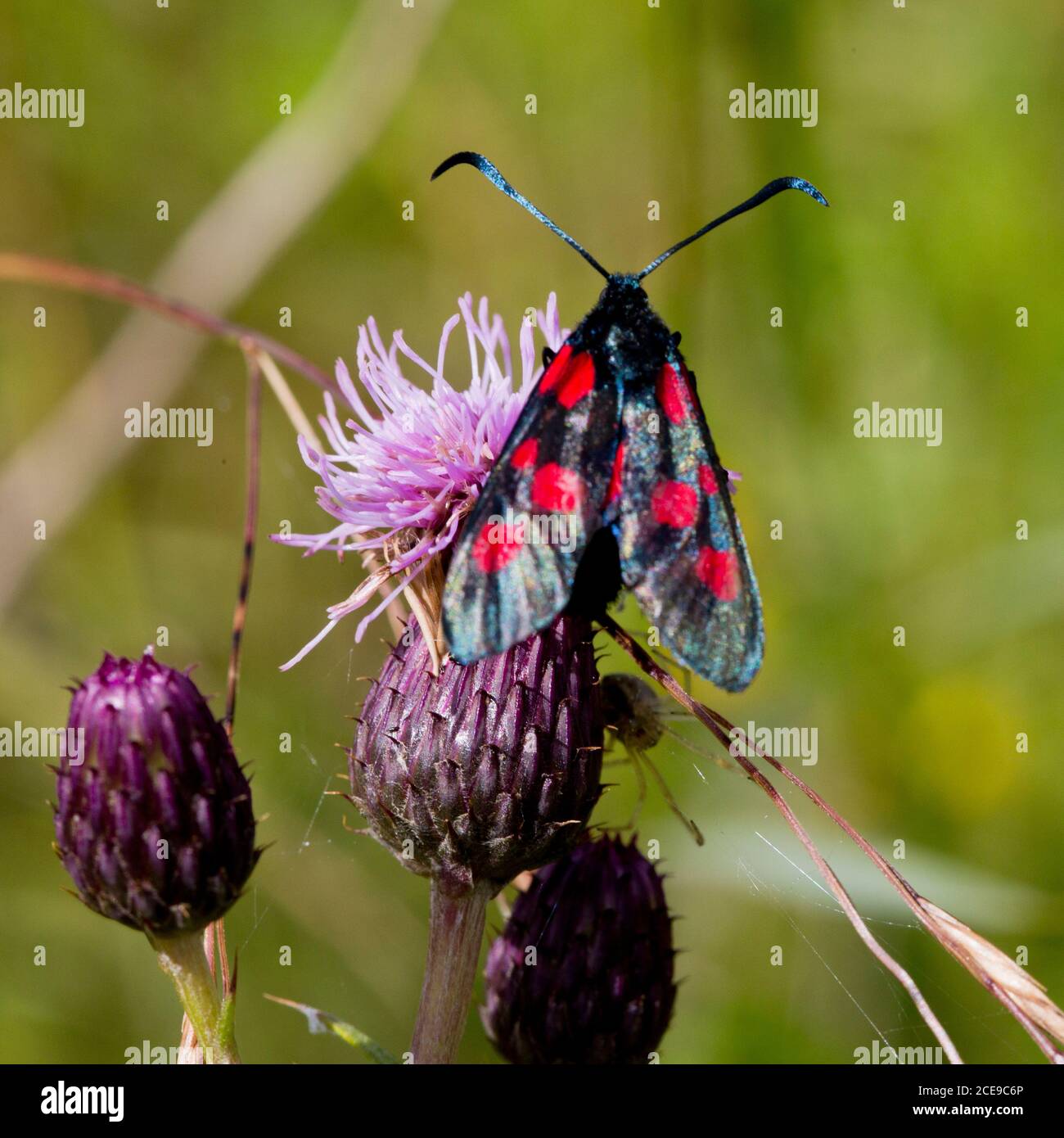 Zygaena lonicerae, the narrow-bordered five-spot burnet moth, Edinburgh Scotland Stock Photo