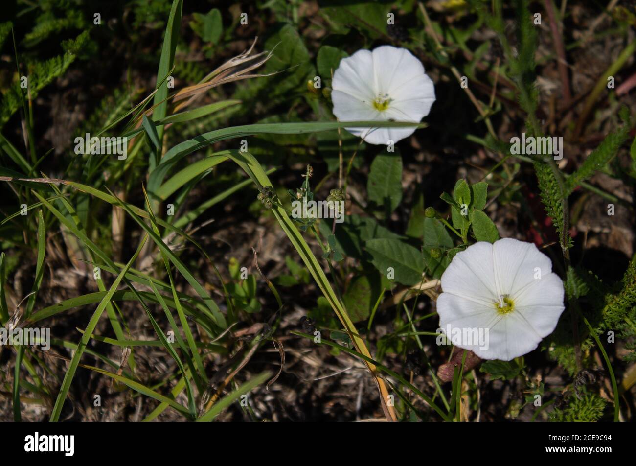 Bindweed is a climbing plant, however, photographed here on the ground. Stock Photo