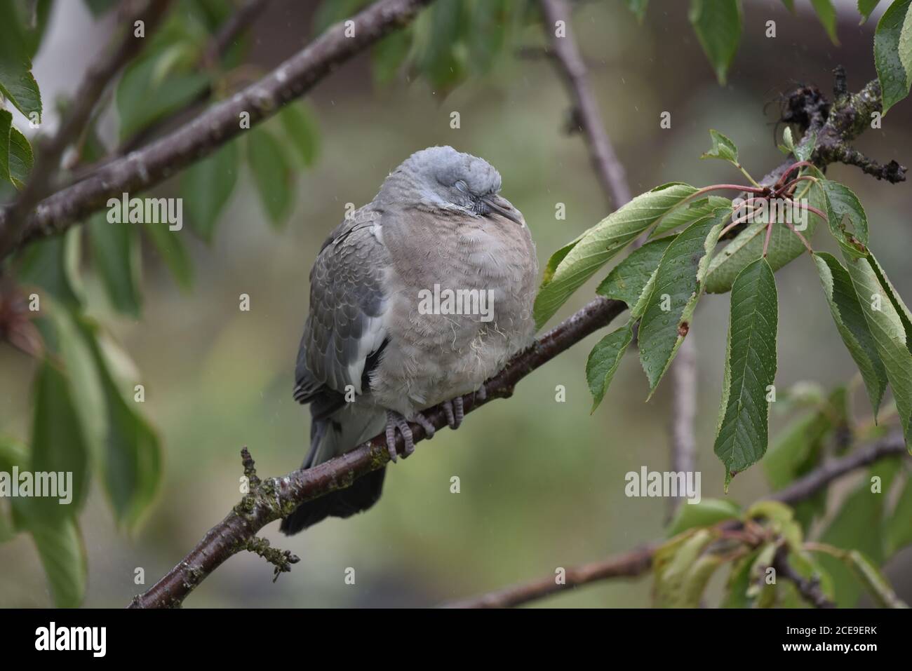 Fledgling Common Woodpigeon (Columba palumbus) Sleeping on Branch of Cherry Tree in the UK Stock Photo