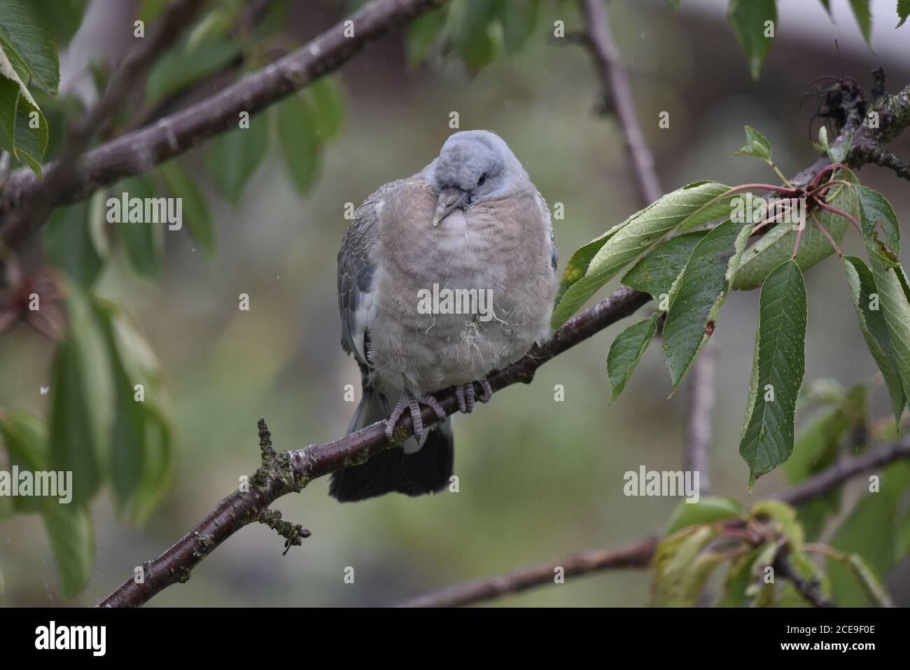 Fledgling Woodpigeon (Columba palumbus) Perched on Cherry Tree Branch in the Rain Stock Photo