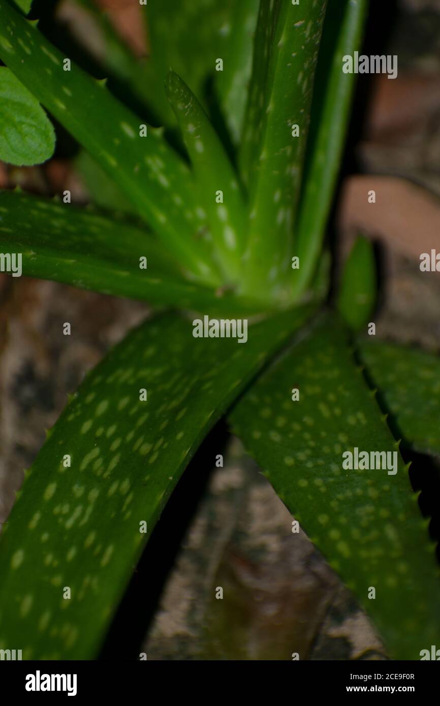 the texture of a aloe vera leaves Stock Photo