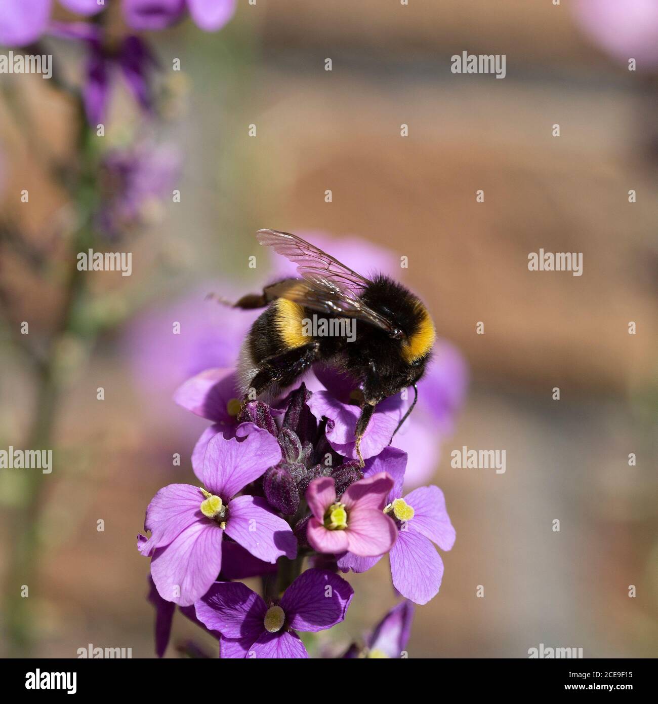 Buff-tailed bumblebee (Bombus terrestris) on Erysimum flowers Stock Photo