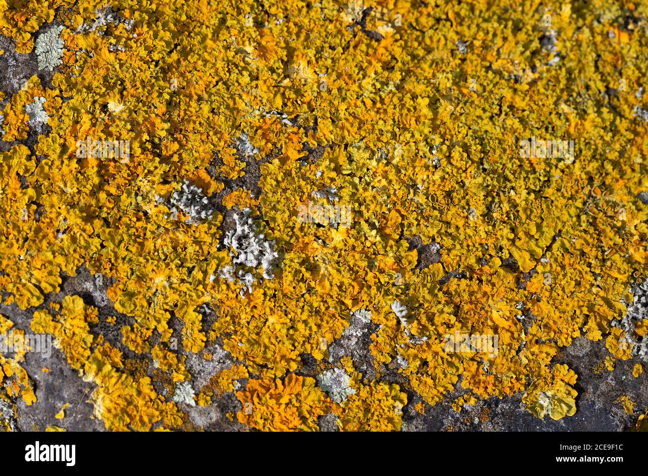 Close up of the lichen Xanthoria calcicola on basalt, mixed with several other species of lichen Stock Photo