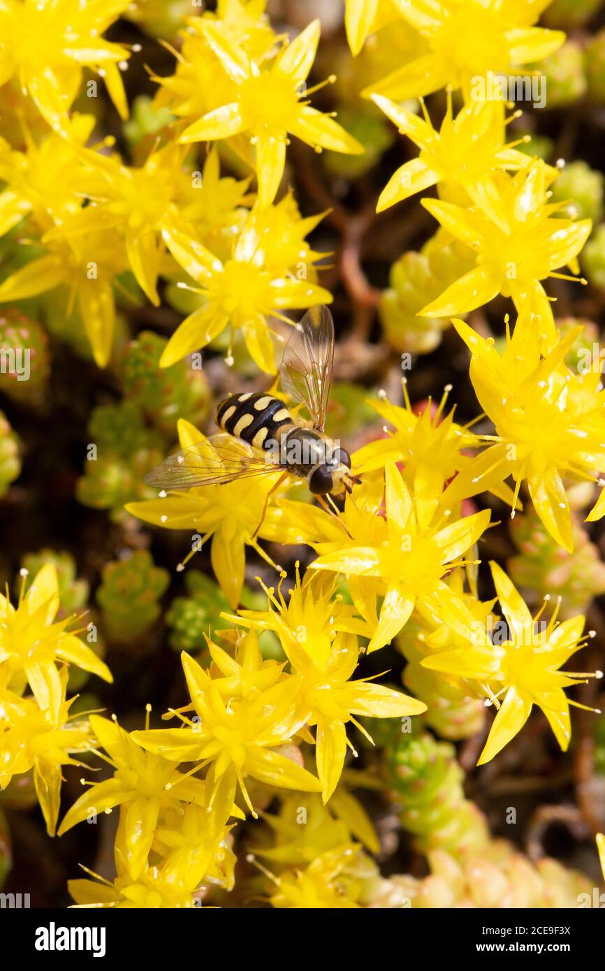 Hoverfly Eupeodes luniger feeding on  Goldmoss stonecrop (Sedum acre) Stock Photo