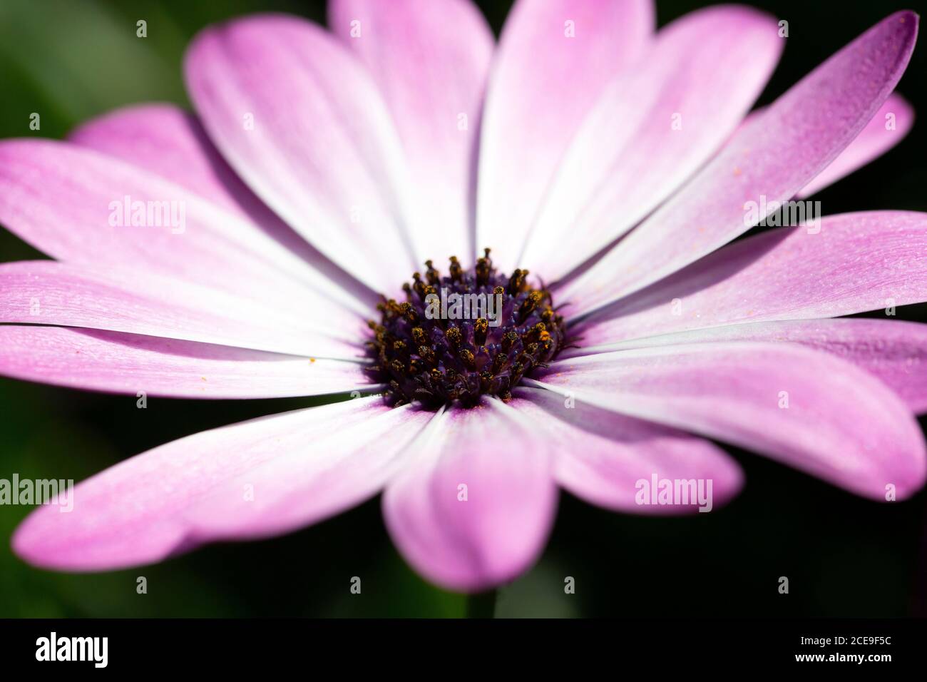 Single flower of Cape Marguerite (Dimorphotheca ecklonis) Stock Photo