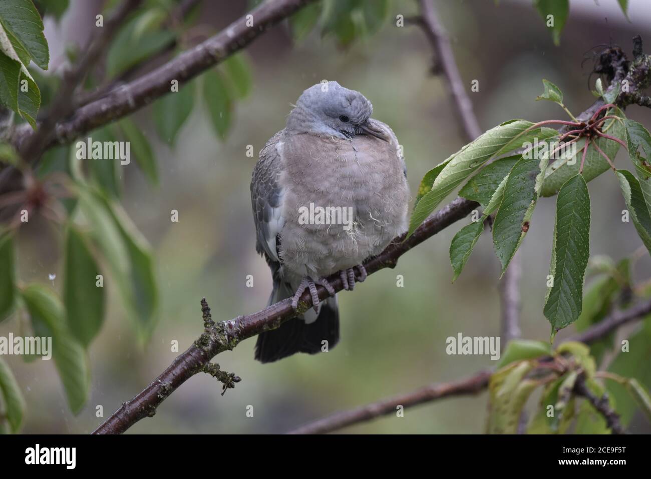 Common Woodpigeon Fledgling (Columba palumbus) Sitting on a Perch in the Rain, Late Summer in the UK Stock Photo